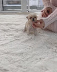 Mini Maltipoo - Angella