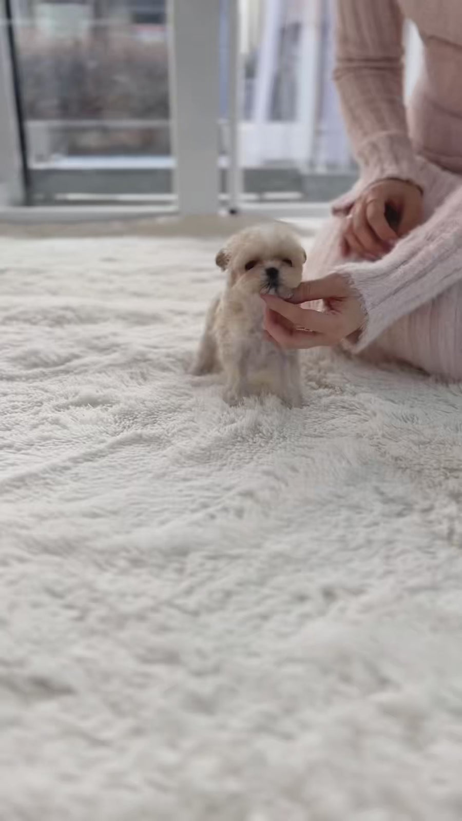 Mini Maltipoo - Angella