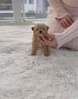 Mini Maltipoo - Joy