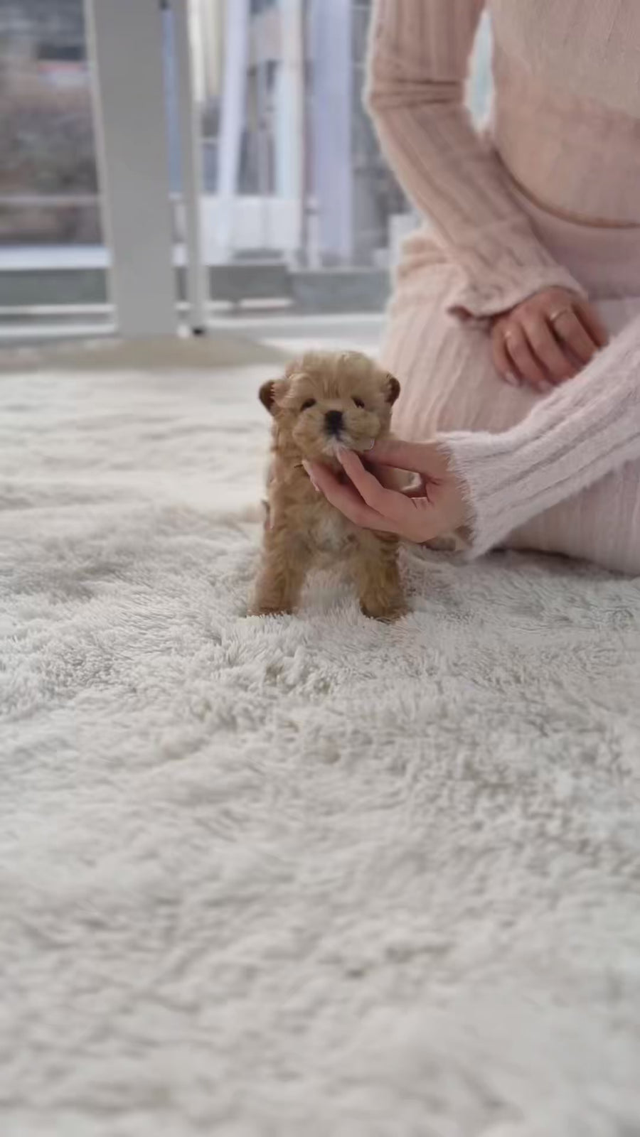 Mini Maltipoo - Joy