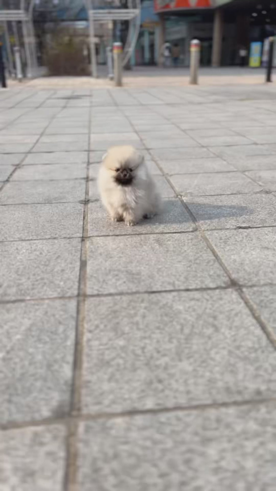 Pomeranian - Douglas