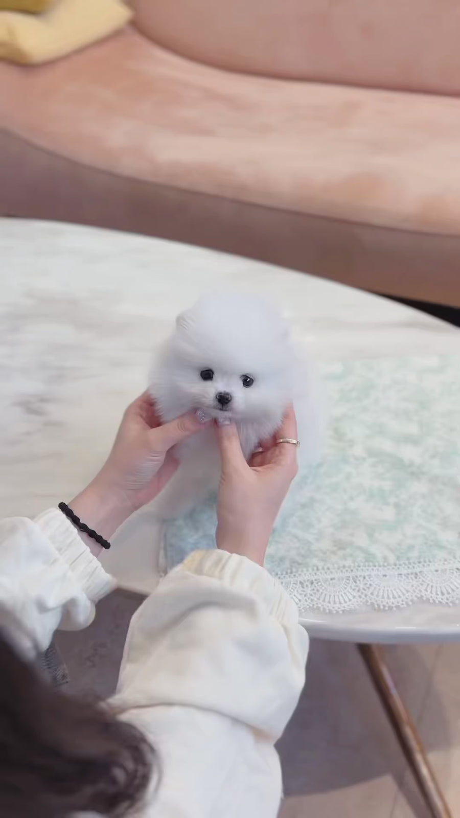 Pomeranian - Jacqueline