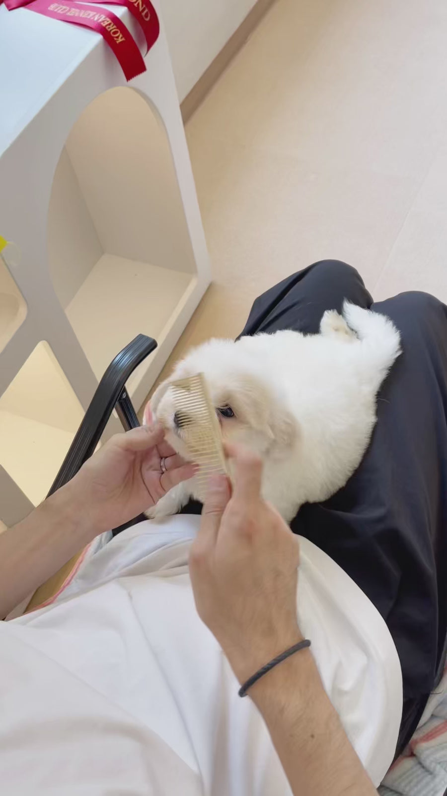 Coton de Tulear - Toby