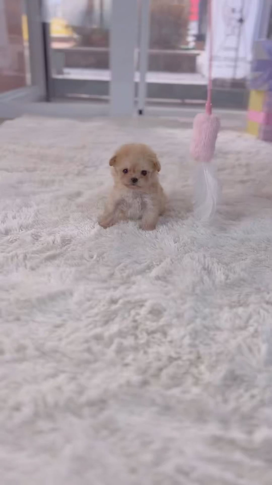 Mini Maltipoo - Vincent