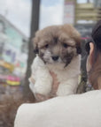 Coton de Tulear - Jun