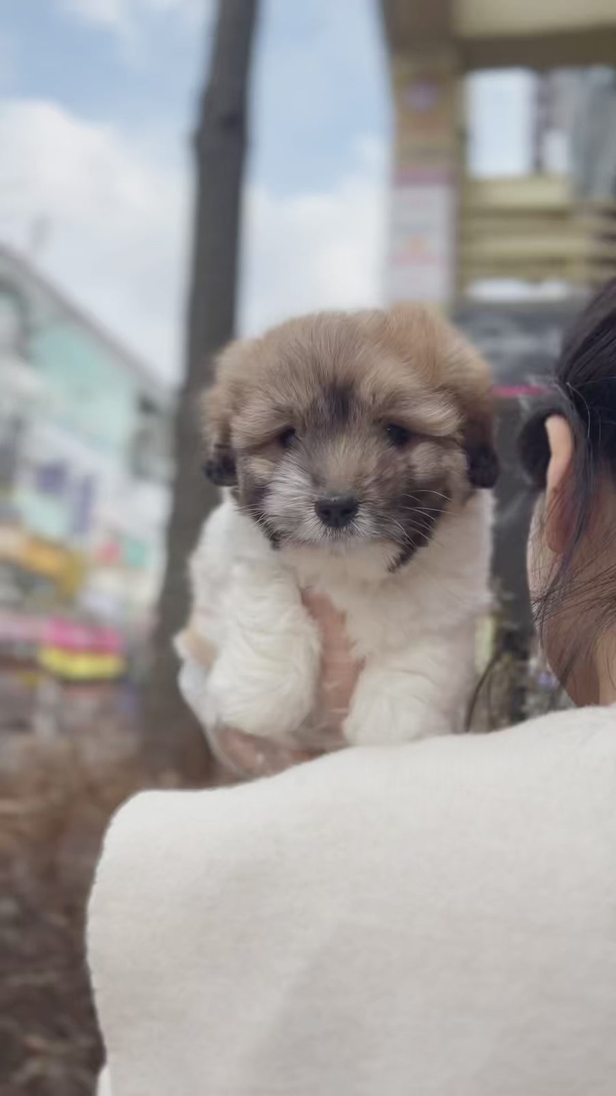 Coton de Tulear - Jun