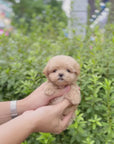 Mini Maltipoo - Faith