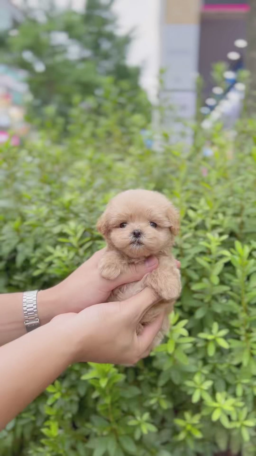 Mini Maltipoo - Faith