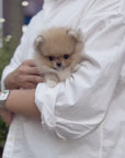 Pomeranian - Katelyn