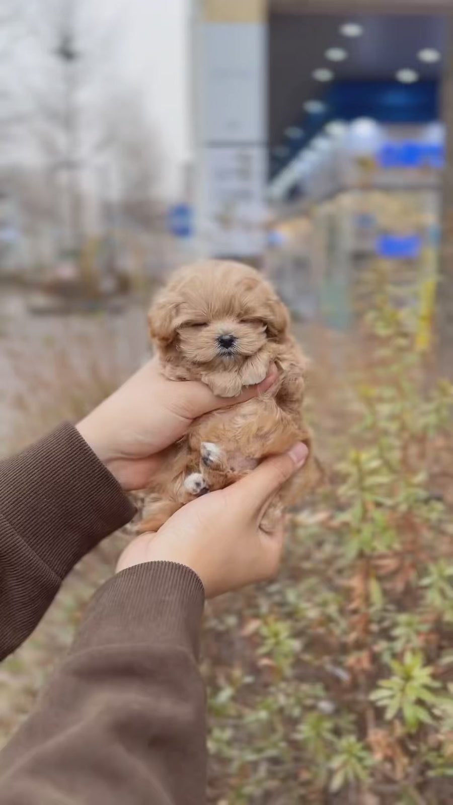 Mini Maltipoo - Alber