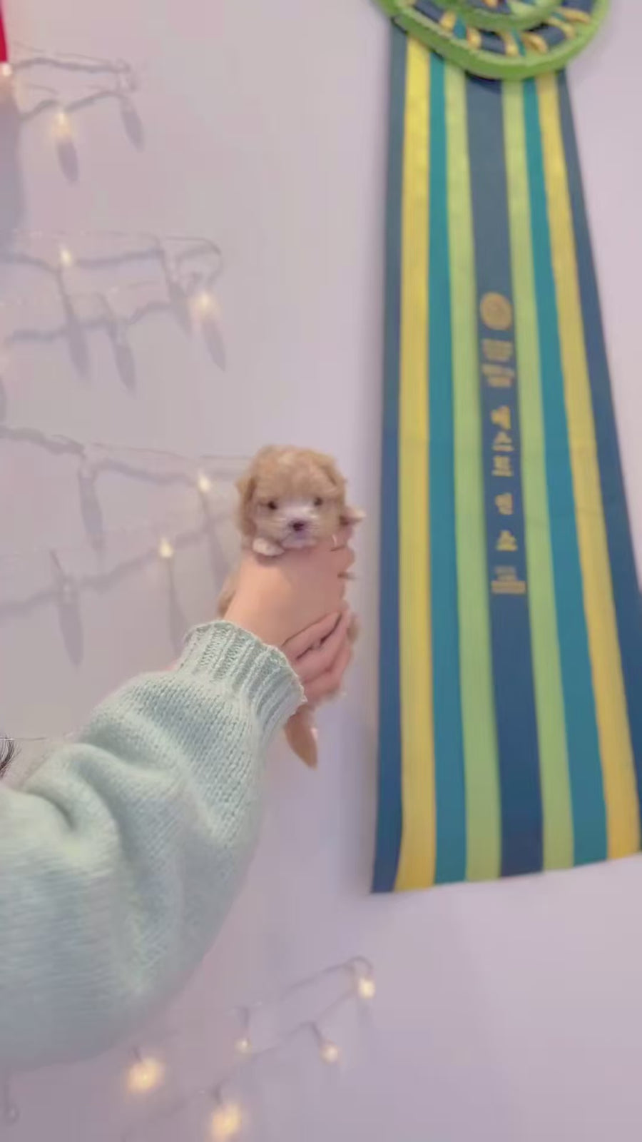 Maltipoo - Chu