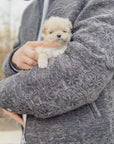 Mini Maltipoo - Kenneth