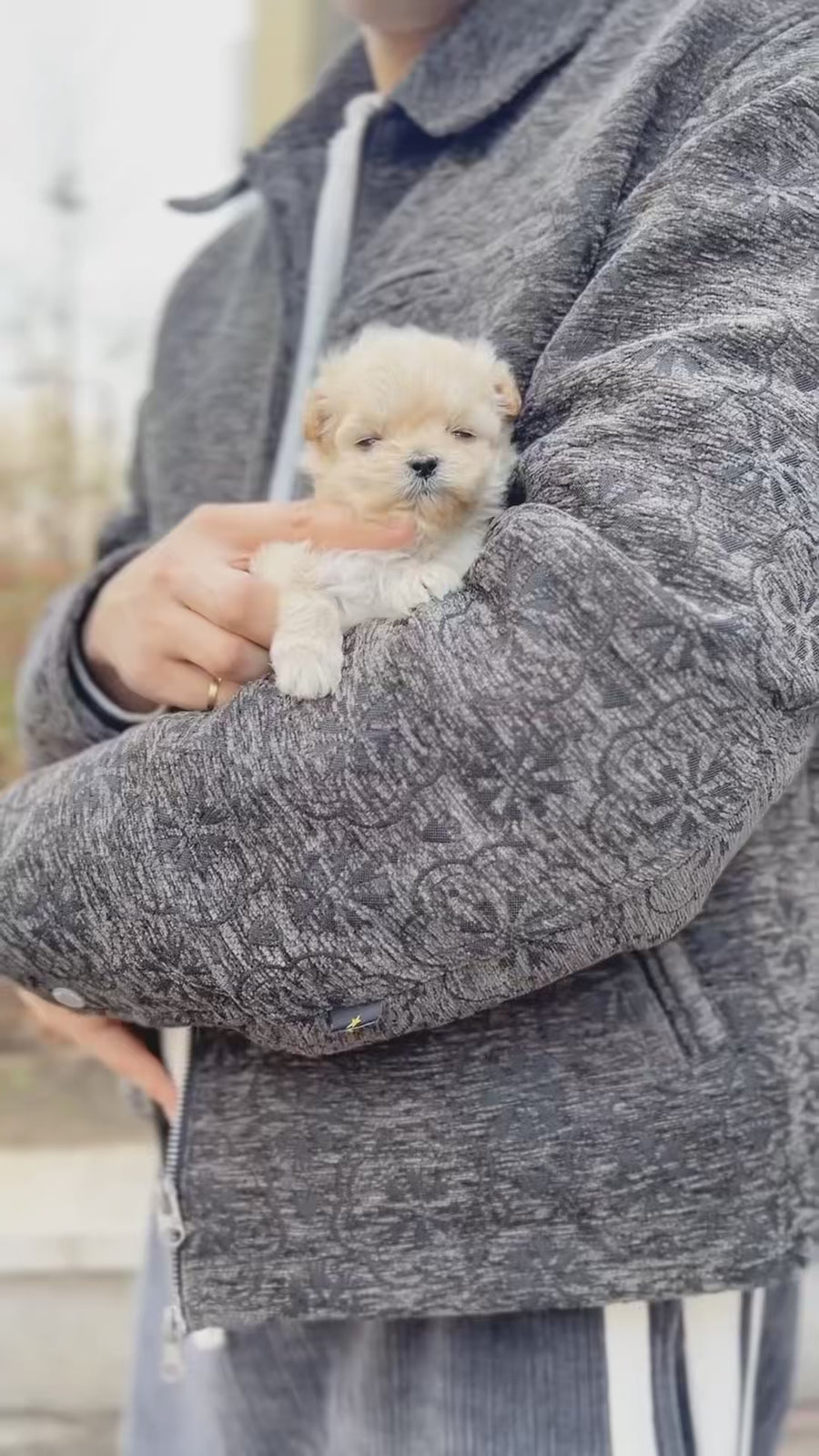 Mini Maltipoo - Kenneth