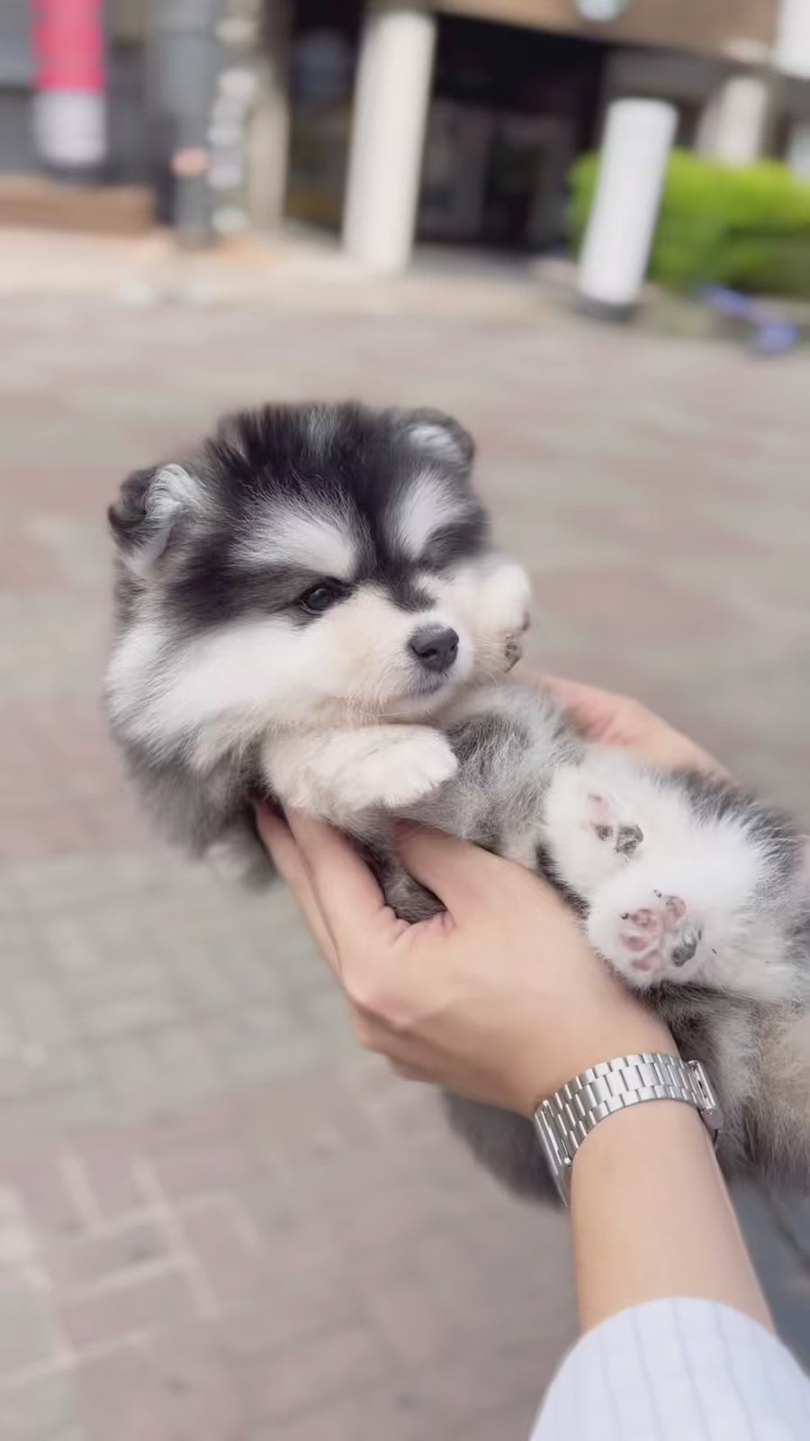 Pomsky - Geoffrey