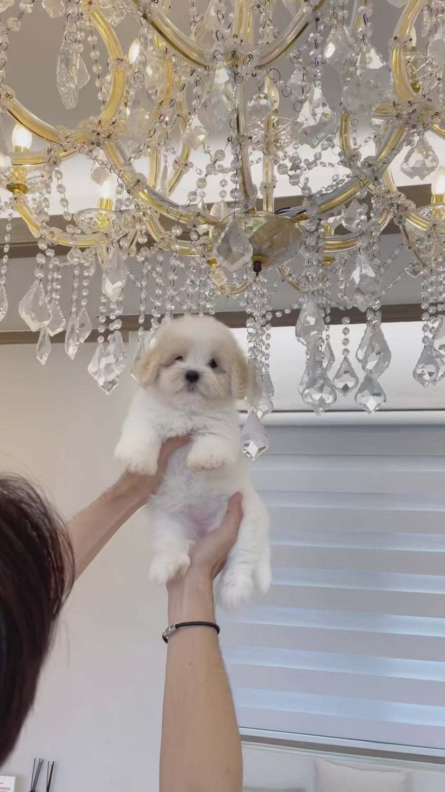Coton de Tulear - Odette