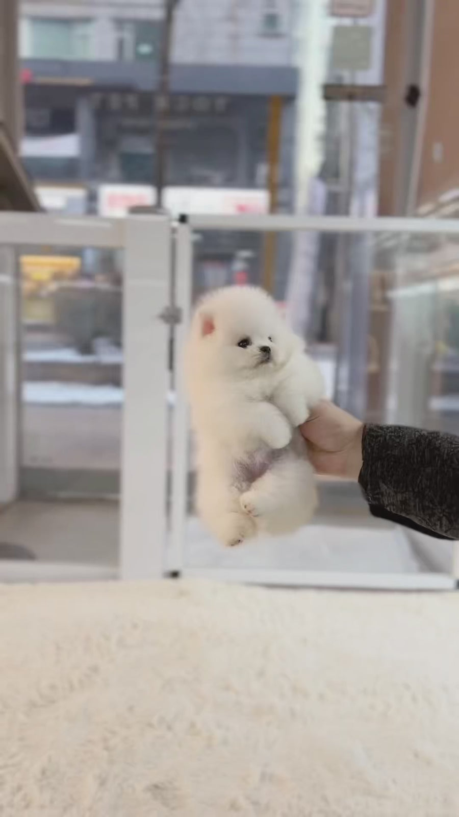 Pomeranian - Nicole