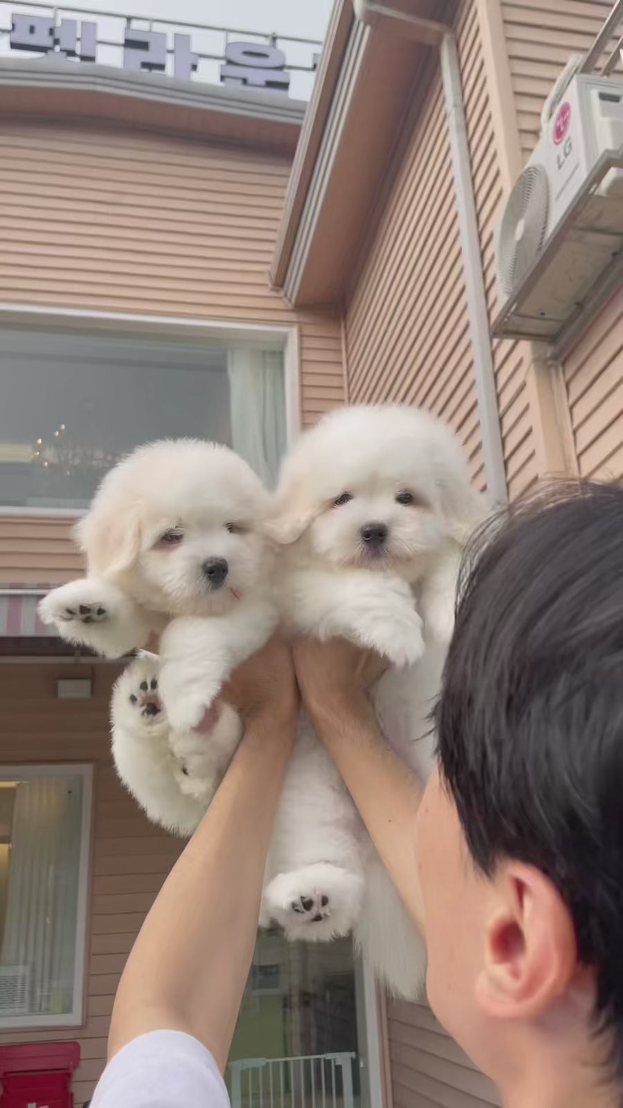 Coton de Tulear - Eamon