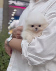 Pomeranian - Harold