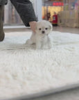 Mini Maltipoo - Mackenzie