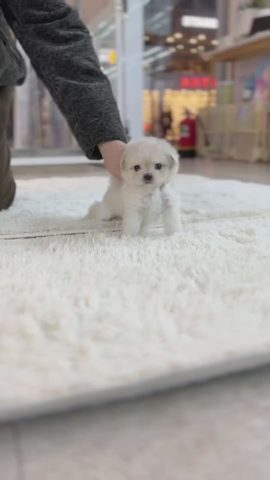 Mini Maltipoo - Mackenzie