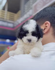 Tiny Poodle - Lia