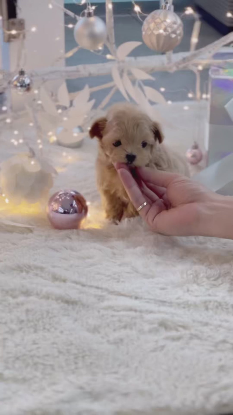 Mini Maltipoo - Eugene