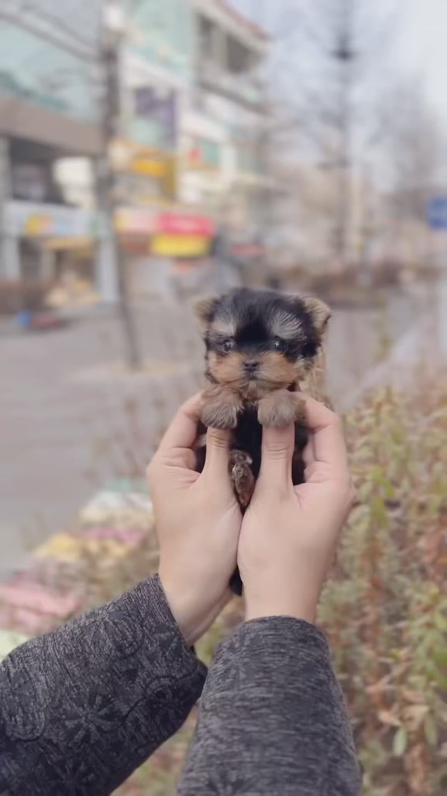 Yorkshire Terrier - Megan