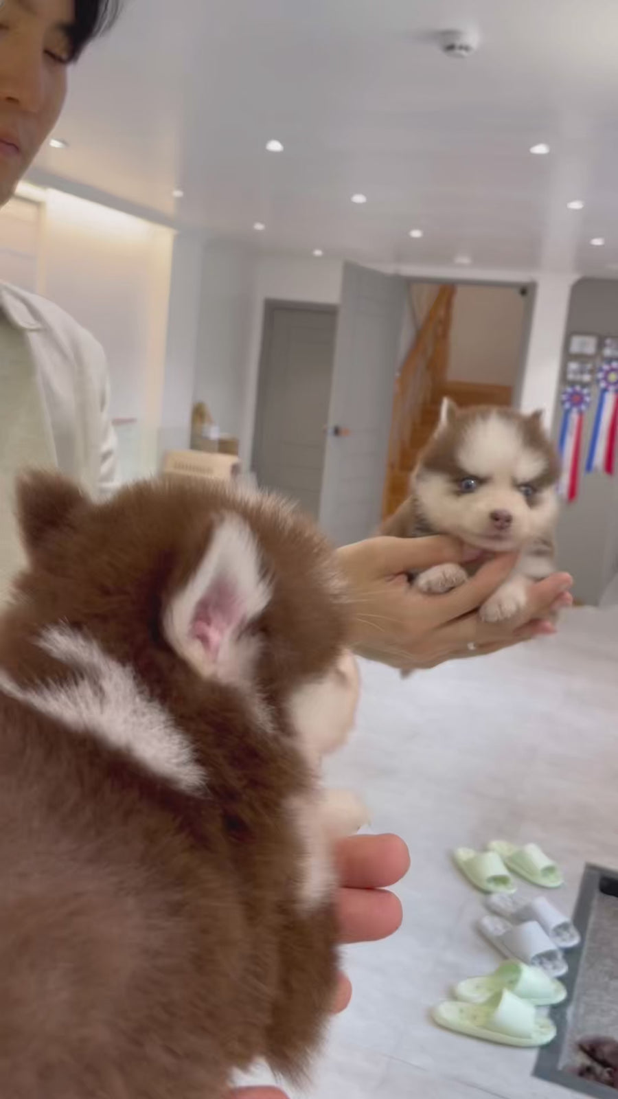 Pomsky - Rusty