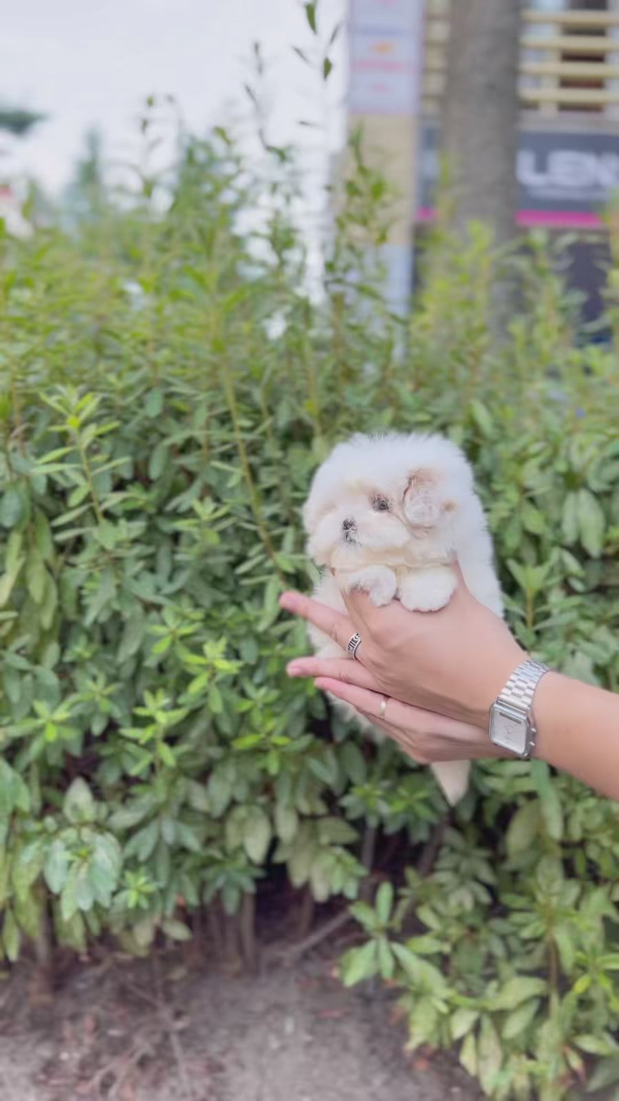 Mini Maltipoo - Ball