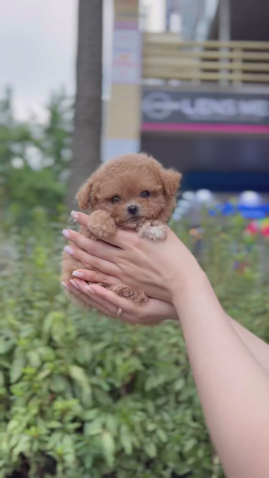 Mini Maltipoo - Geoffrey