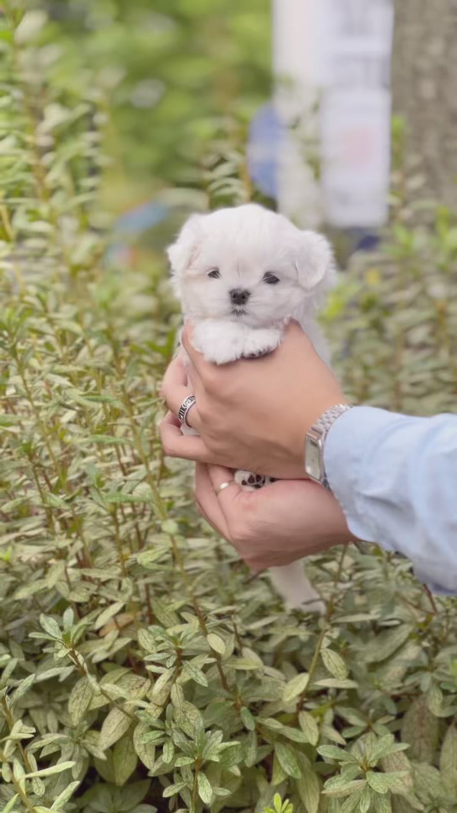 Maltese - Oliver