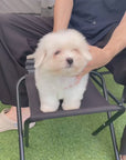 Coton de Tulear - Nico