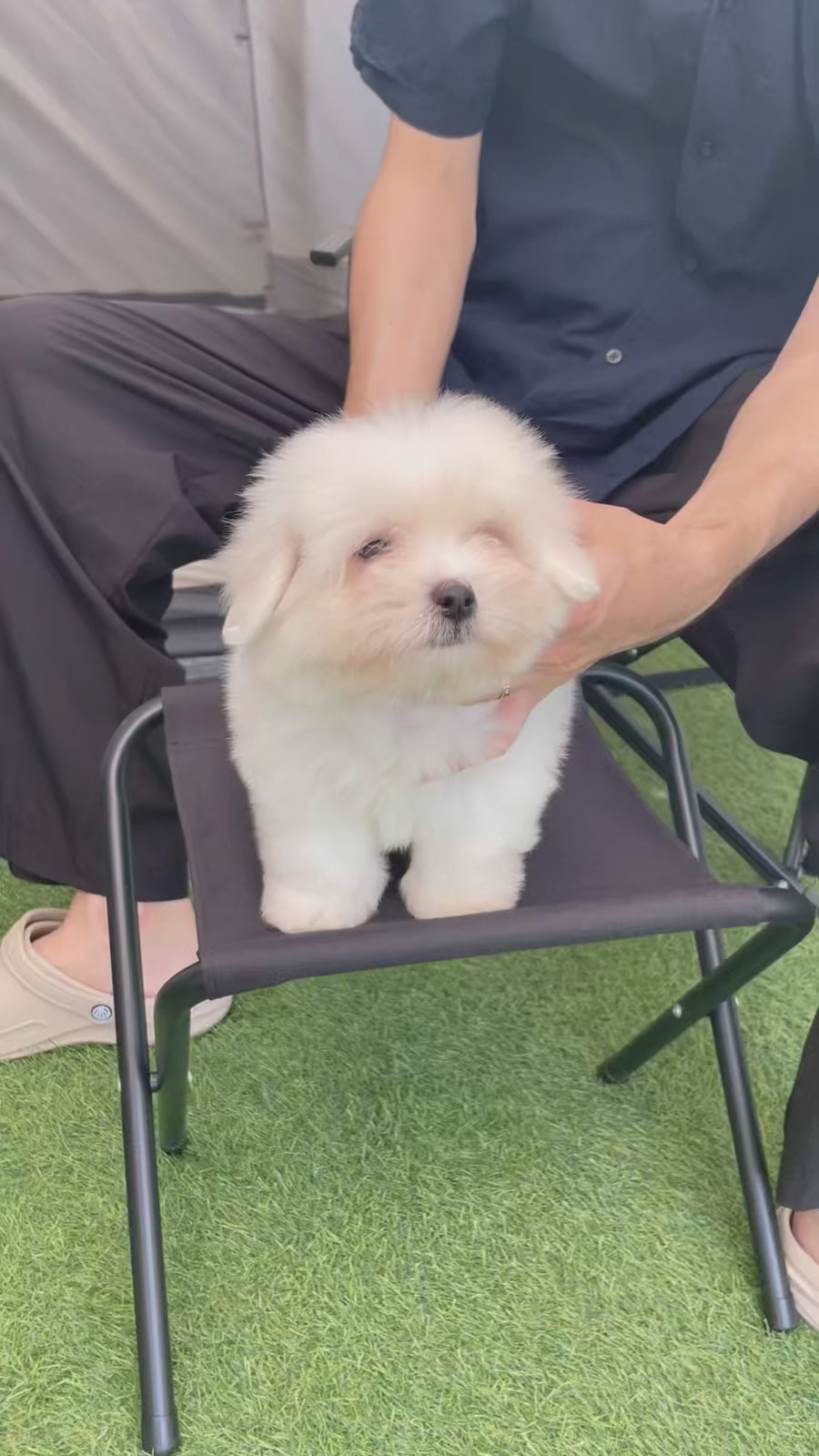 Coton de Tulear - Nico