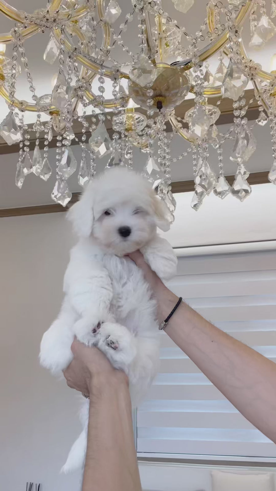 Coton de Tulear - Snowy
