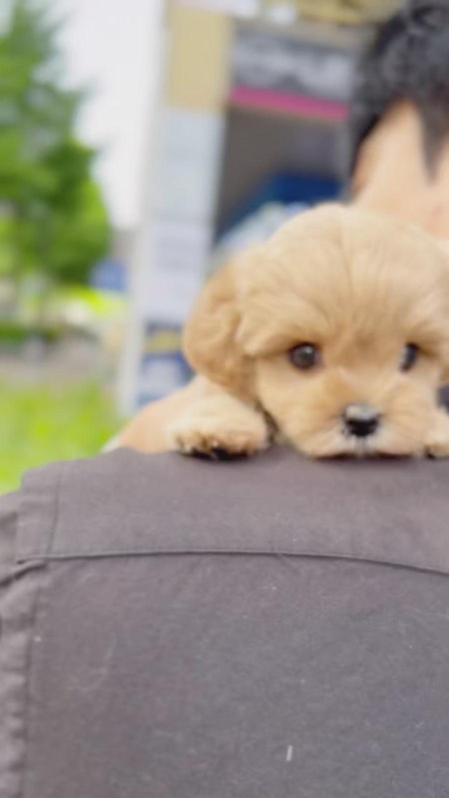 Mini Maltipoo - Courtney