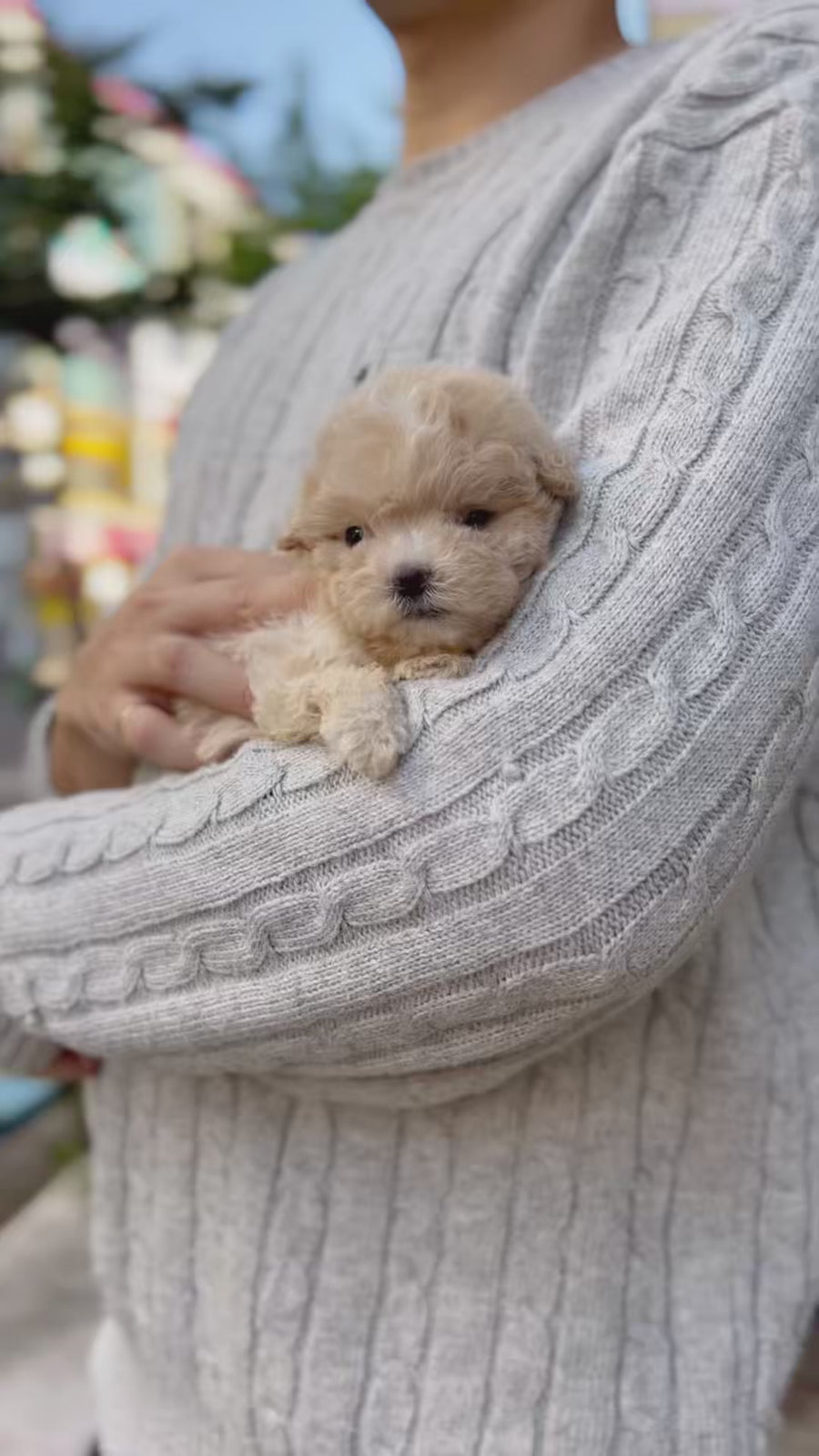 Mini Maltipoo - Bee