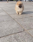 Pomeranian - Donald