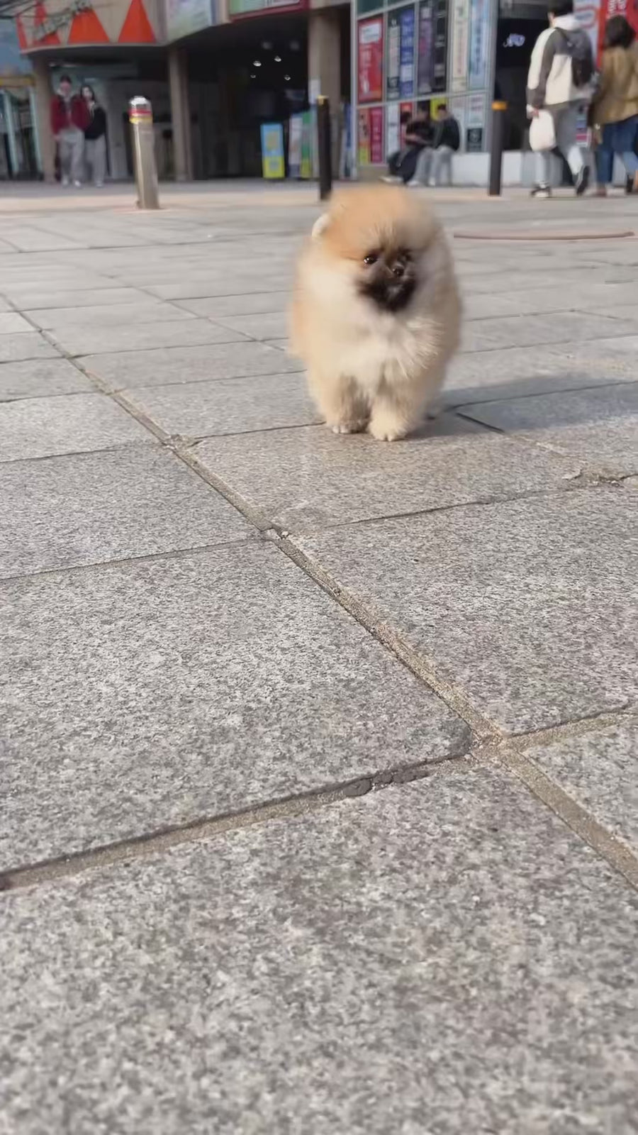 Pomeranian - Donald