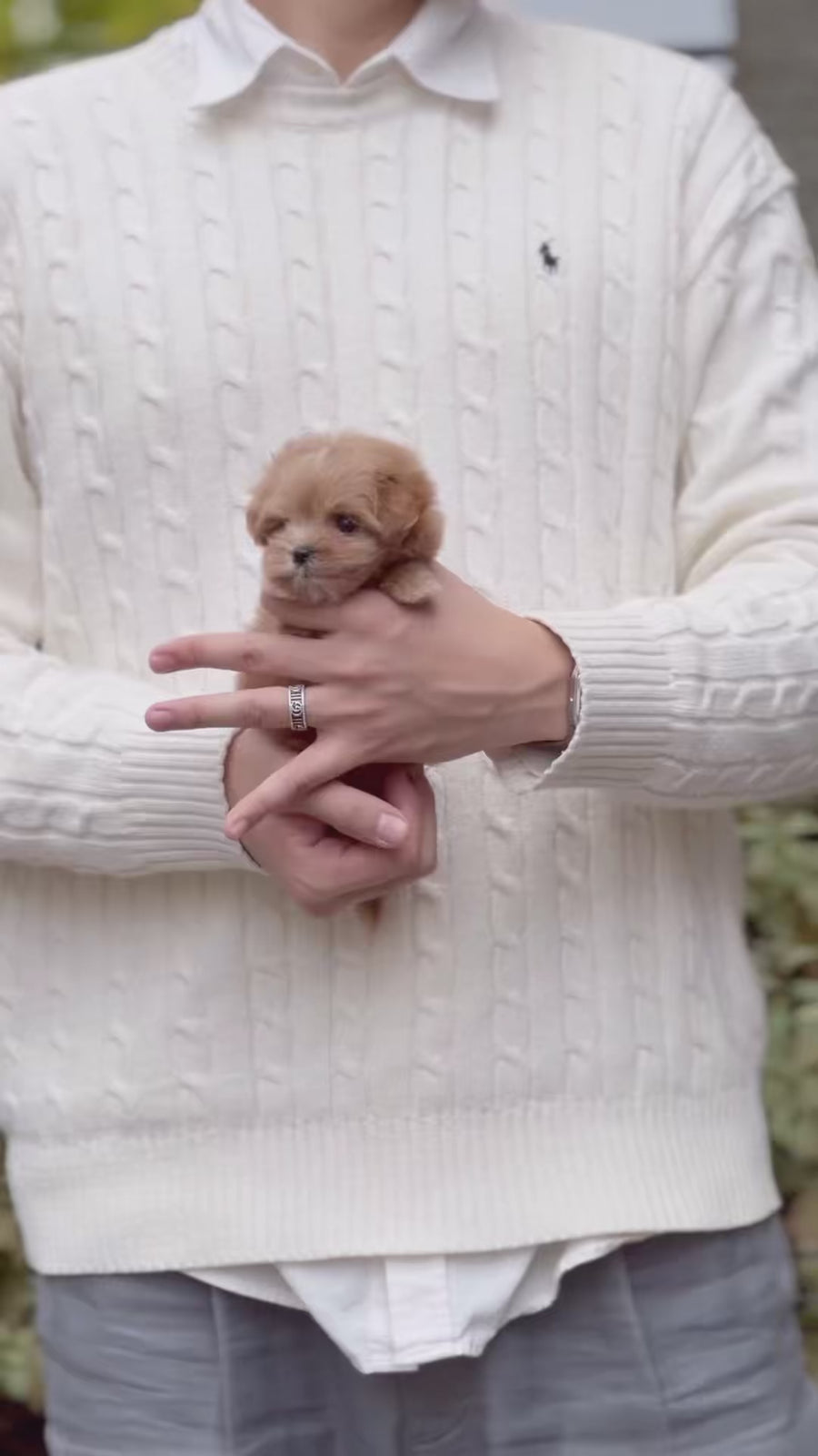 Mini Maltipoo - Stephanie