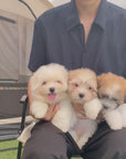 Coton de Tulear - Nico