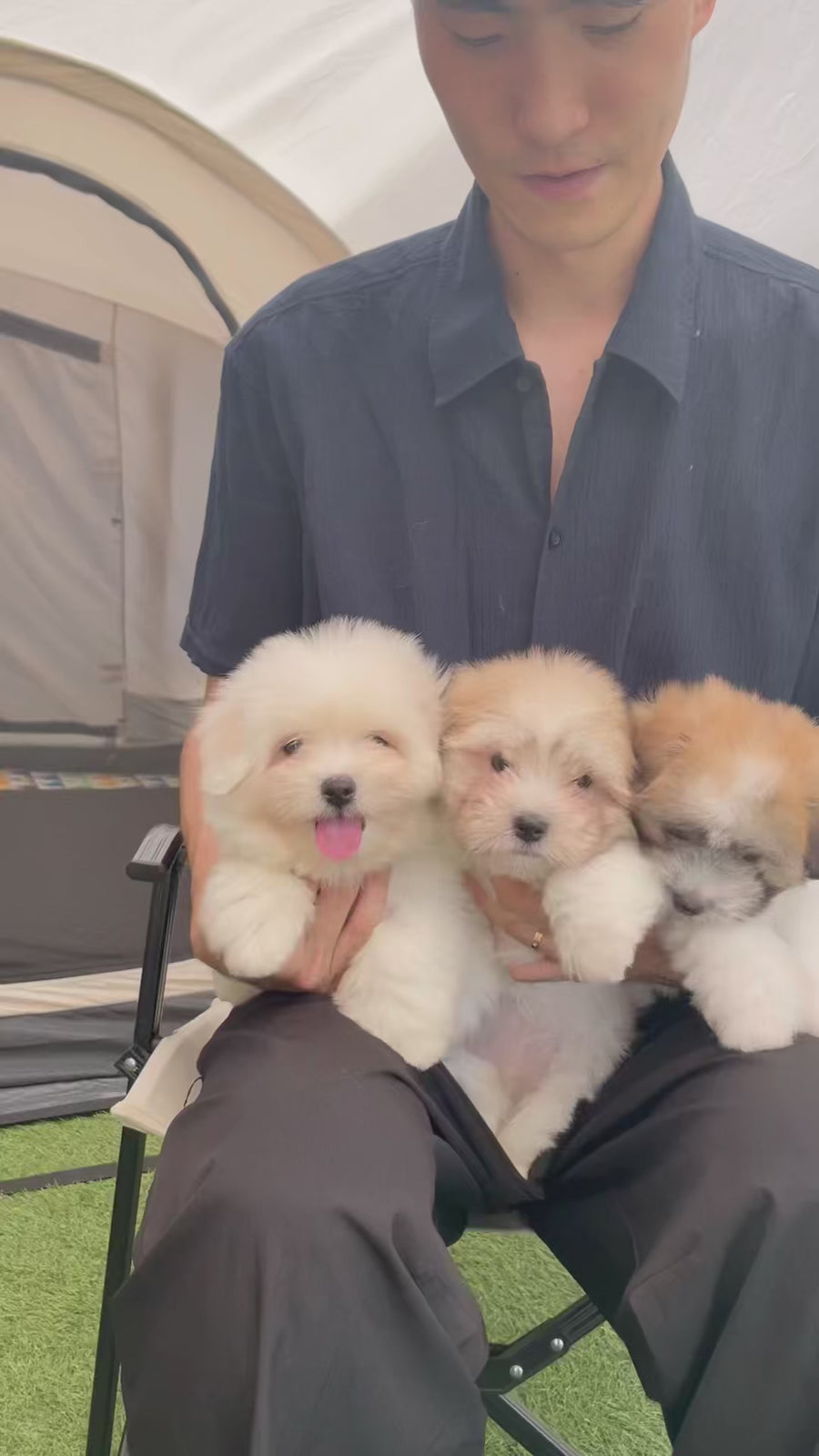 Coton de Tulear - Nico