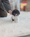 Tiny Silver Poodle - kelly