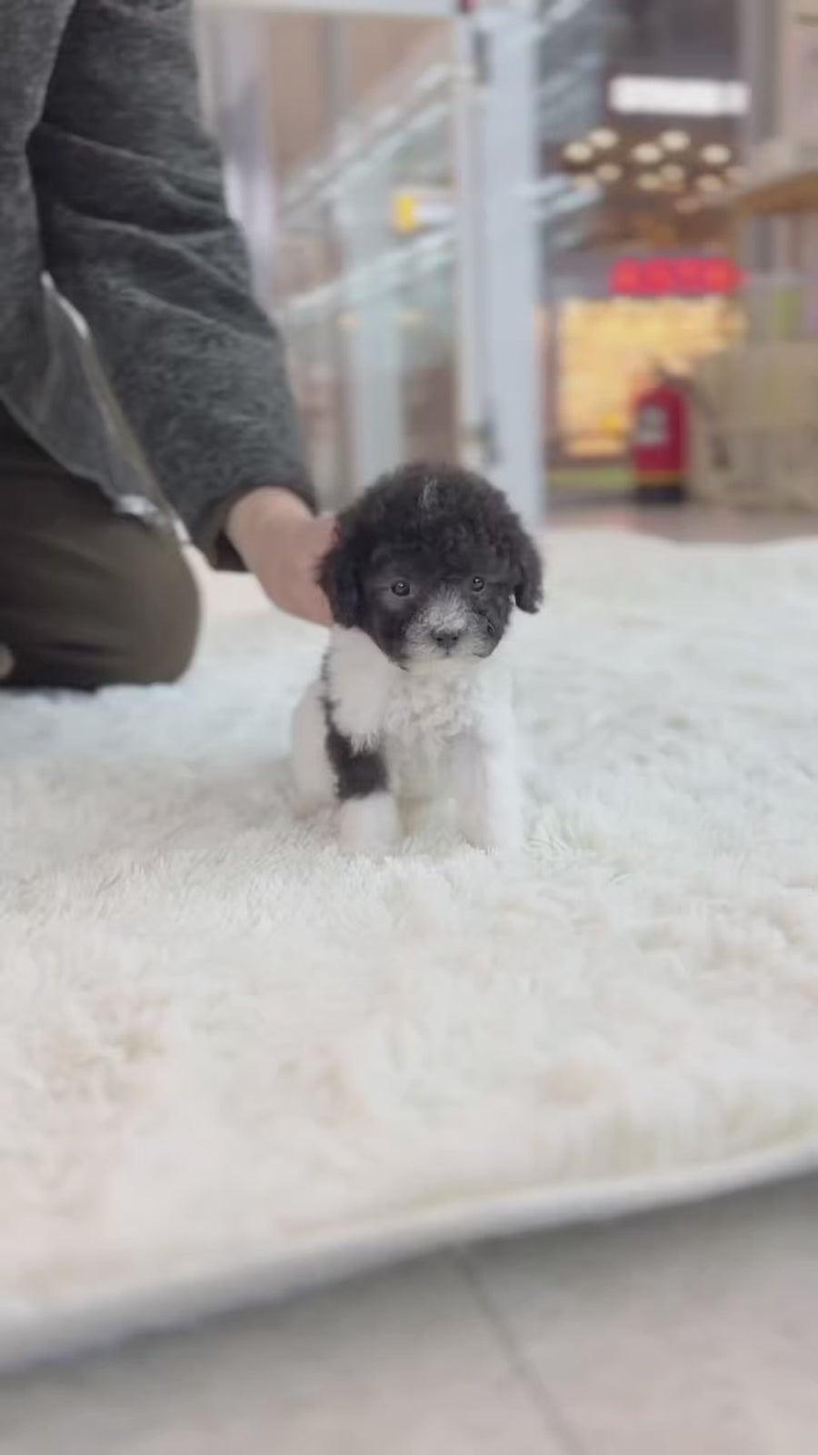 Tiny Silver Poodle - kelly