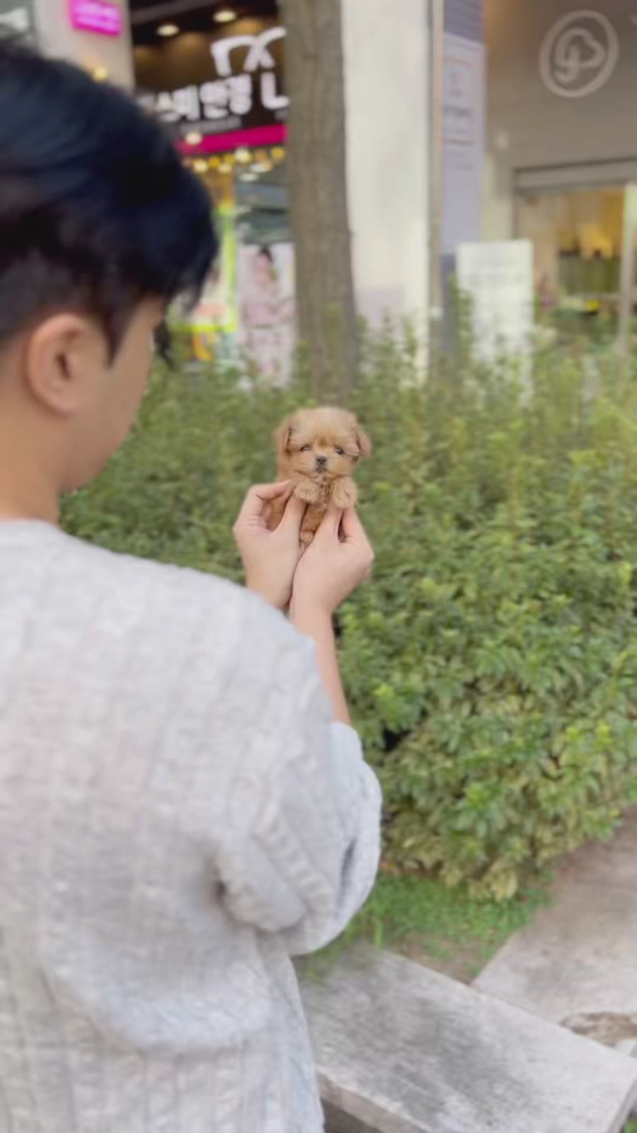 Mini Maltipoo - Aaron