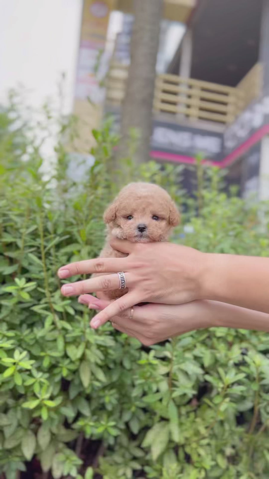 Mini Maltipoo - Duncan