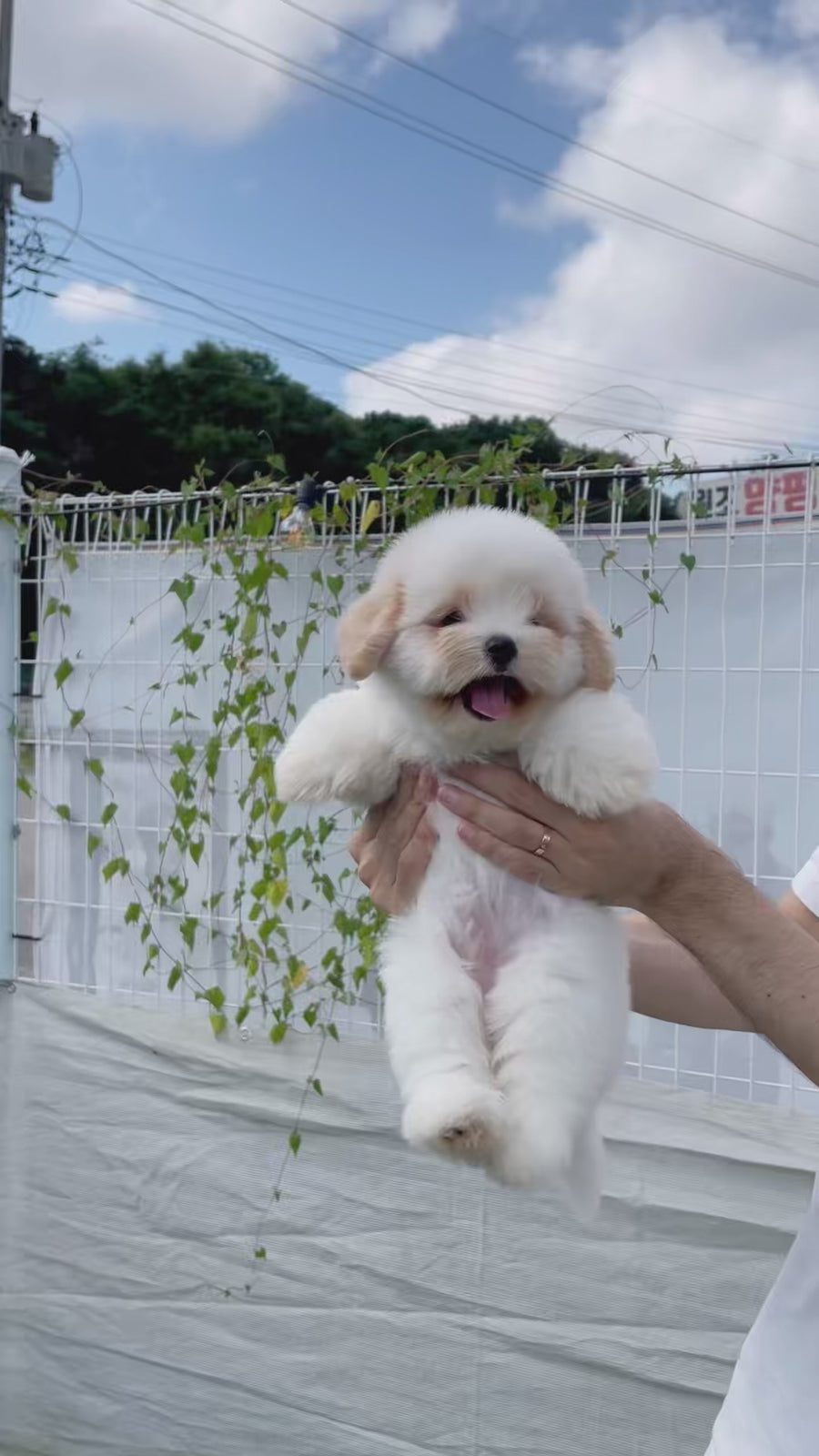 Coton de Tulear - Nerina