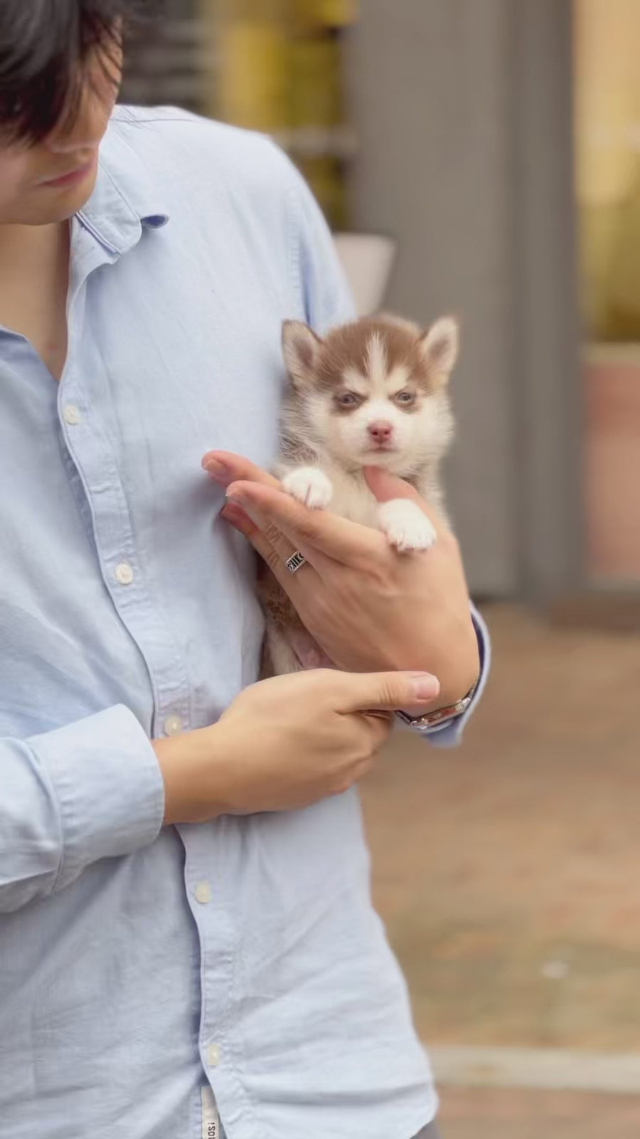 Pomsky - Mango