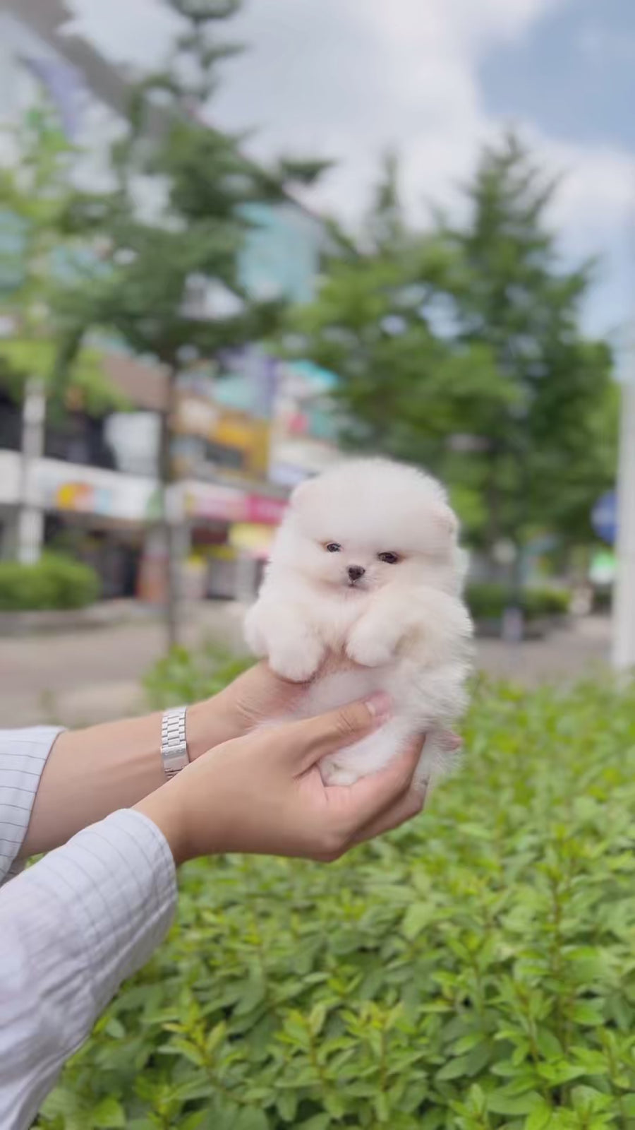 Pomeranian - Emery