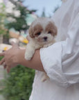 Tiny Poodle - Courtney