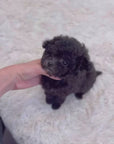 Tiny Poodle - Alicia